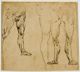 Estudos de pernas viris, c. 1485-1487 (caneta e tinta, com traços de ponta de metal no papel)